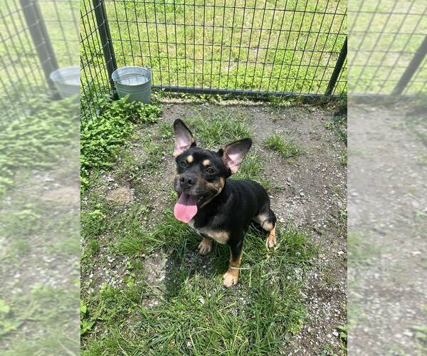 Medium Photo #1 Mutt Puppy For Sale in Abbeville, LA, USA