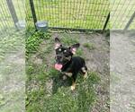 Small Mutt