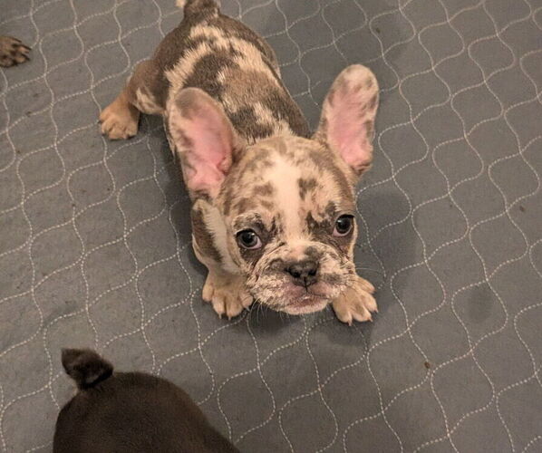 Medium Photo #1 French Bulldog Puppy For Sale in HAMPTON, GA, USA