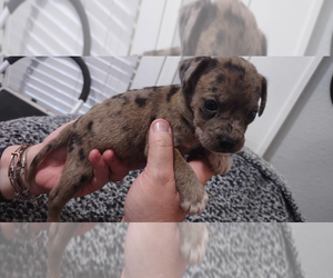 Bo-Dach Puppy for Sale in TRIBUNE, Kansas USA