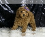 Small Photo #65 Poodle (Miniature) Puppy For Sale in WARSAW, IN, USA