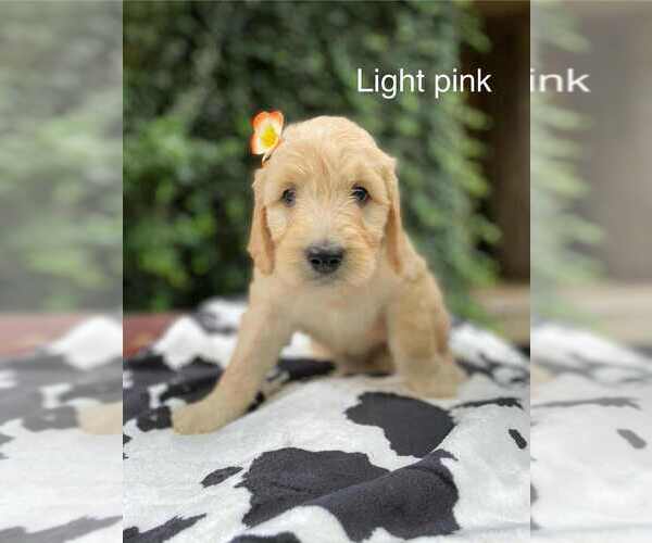 Medium Photo #10 Goldendoodle Puppy For Sale in HONEY GROVE, PA, USA
