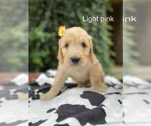 Medium Goldendoodle