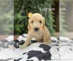 Puppy Puppy 9 Ren Goldendoodle