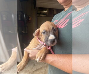 Love - Female Mutt Dog for Adoption - Photo #2