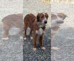 Small #2 Mutt