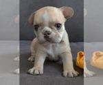 Puppy 2 French Bulldog