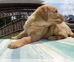 Small Photo #15 Labrador Retriever Puppy For Sale in SPOTSYLVANIA, VA, USA