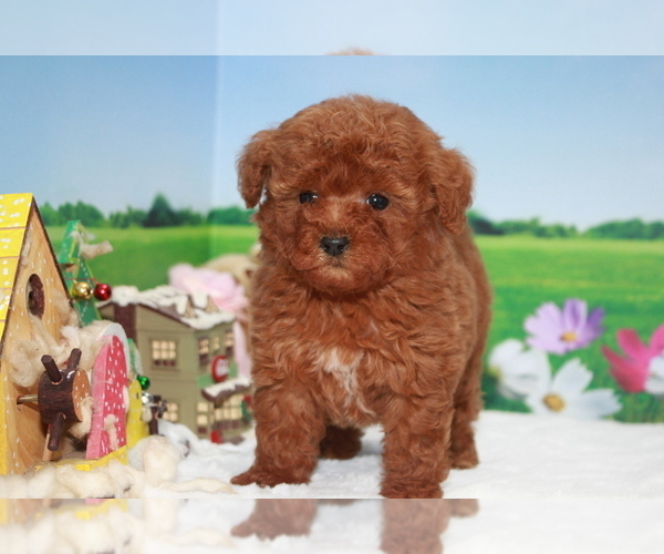 Medium Photo #5 Poodle (Toy) Puppy For Sale in MANHATTAN, NY, USA