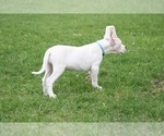 Small Photo #5 Dogo Argentino Puppy For Sale in BRUCE, WI, USA