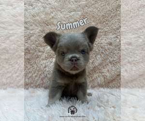 French Bulldog Puppy for sale in SACRAMENTO, CA, USA
