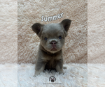 Small French Bulldog