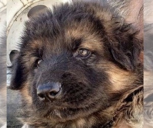 German Shepherd Dog Puppy for sale in YUCCA VALLEY, CA, USA