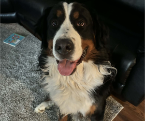 Father of the Bernese Mountain Dog-Greater Swiss Mountain Dog Mix puppies born on 03/25/2026