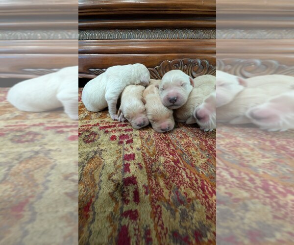 Medium Photo #5 English Cream Golden Retriever Puppy For Sale in ELVERTA, CA, USA