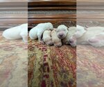 Small #4 English Cream Golden Retriever