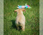 Small Photo #19 Labrador Retriever Puppy For Sale in FRESNO, OH, USA