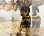 Small #2 Doberman Pinscher