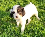 Puppy Nolie English Setter