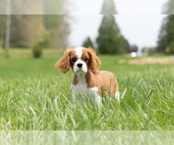 Medium Photo #11 Cavalier King Charles Spaniel Puppy For Sale in WARSAW, IN, USA