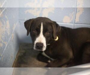 Medium American Pit Bull Terrier Mix