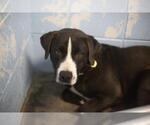 Small American Pit Bull Terrier Mix