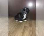 Small #5 Morkie