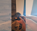 Small #5 Cane Corso