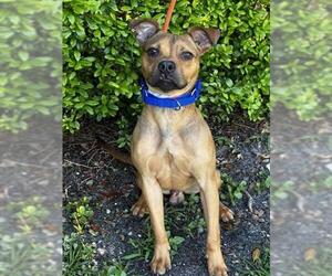 American Staffordshire Terrier Dogs for adoption in Fort Lauderdale, FL, USA