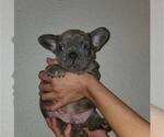 Small Photo #5 French Bulldog Puppy For Sale in N LAS VEGAS, NV, USA