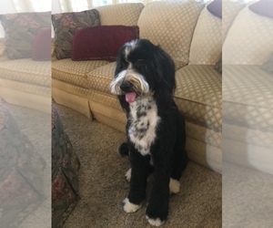 Bernedoodle Puppy for sale in PALM DESERT, CA, USA
