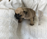 Small Photo #2 French Bulldog Puppy For Sale in LONG ISLAND CITY, NY, USA