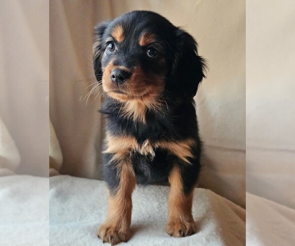 Medium Photo #2 Cavalier King Charles Spaniel-Miniature Australian Shepherd Mix Puppy For Sale in GILBERT, AZ, USA