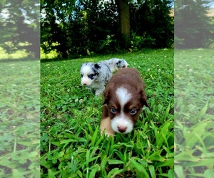 Miniature Australian Shepherd Puppy for Sale in MARSHVILLE, North Carolina USA