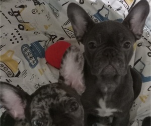French Bulldog Puppy for Sale in CHICAGO, Illinois USA