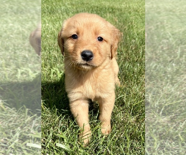 Medium Photo #8 Golden Retriever Puppy For Sale in FAIR HAVEN, MI, USA
