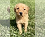 Small #7 Golden Retriever