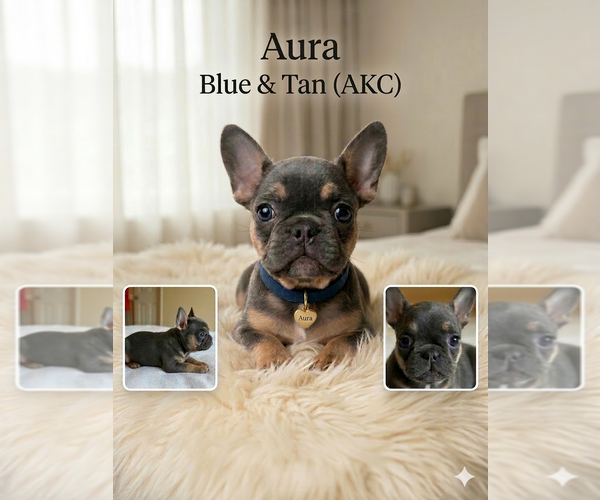Medium Photo #1 French Bulldog Puppy For Sale in RENTON, WA, USA
