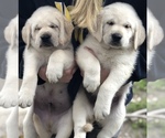 Small Photo #6 Golden Labrador Puppy For Sale in GLENDALE, CA, USA