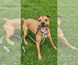 Labrador Retriever Dogs for adoption in Westminster, MD, USA
