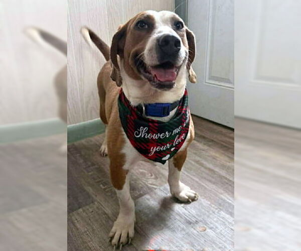 Medium Photo #3 Basset Hound-Unknown Mix Puppy For Sale in Deepwater, NJ, USA