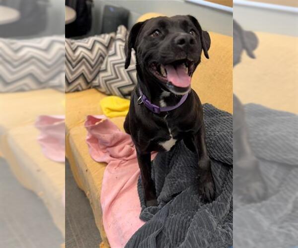 Medium Photo #1 Labrador Retriever-Unknown Mix Puppy For Sale in Peoria, IL, USA