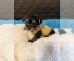 Puppy Bambi Yorkshire Terrier
