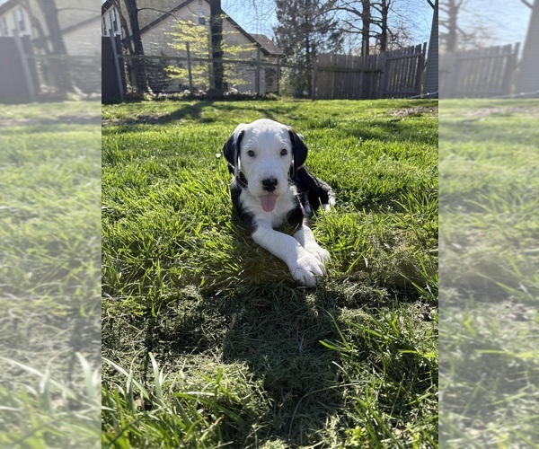 Medium Photo #1 Great Dane-Sheepadoodle Mix Puppy For Sale in EGG HARBOR CITY, NJ, USA