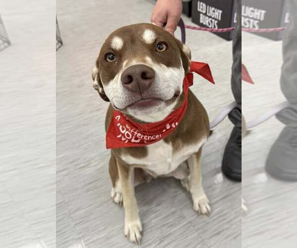 Medium Photo #5 Siberian Husky-Unknown Mix Puppy For Sale in GILBERTS, IL, USA