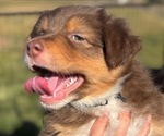Puppy Sharlot Australian Shepherd