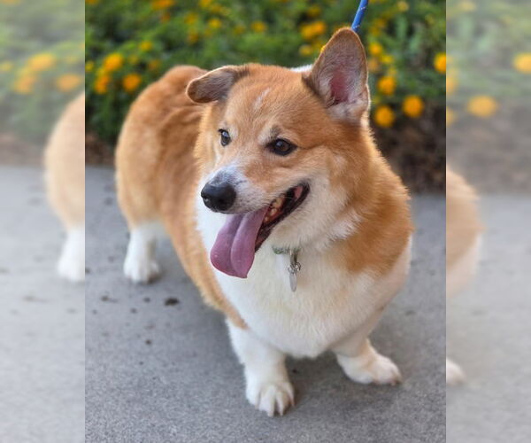 Medium Photo #6 Mutt Puppy For Sale in Chino Hills, CA, USA