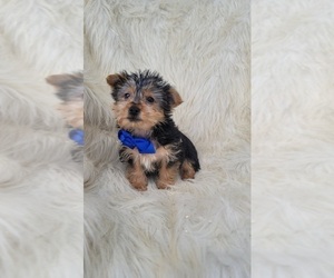 Medium Yorkshire Terrier