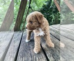 Small #9 Poodle (Miniature)