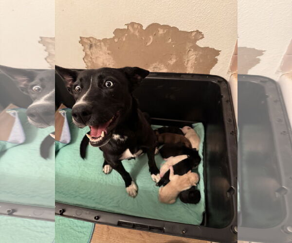 Medium Photo #5 Mutt Puppy For Sale in San Diego, CA, USA